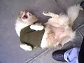boby mi perrito coquetòn