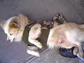 boby mi perrito coquetòn