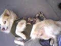 boby mi perrito coquetòn