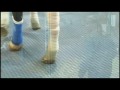 HRTV presents Inside Information - Barbaro
