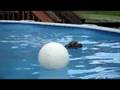 Wilson in the pool