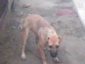 Muneca Y Zapo