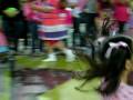 videos de Gabriela bibi