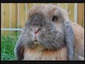 Rabbit Rescue PSA 2008