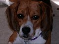 beagle zoie beagle zoie