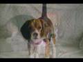 Beagle video