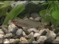 Danios, Rummy Nose Tetras and an Amano Shrimp