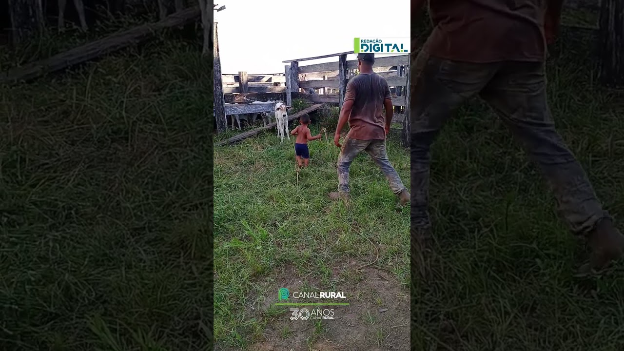 Menino tenta laçar boi, mas acaba surpreendido pelo animal