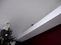 Bird inside of house