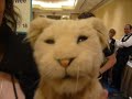 CES 2008: Wowee \