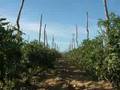 AGROVERDUGO PRODUCCION 2007-2008