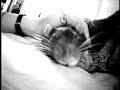 my favorite animals my favorite animals
