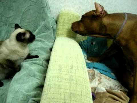 YouTube Трейлер