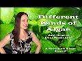 Different Types Of Algae In Freshwater Aquarium