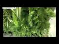 VEGETAL