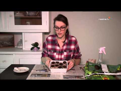 DIY Anzuchtset - Tipps & Tricks