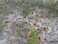 Drought in North Texas