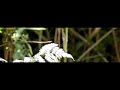 Butterfly takes off (1200 fps)
