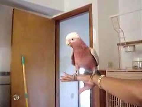 Cacatua Bailador