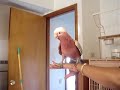 Cacatua Bailador