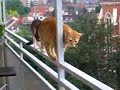 GATOS  TRAPECISTAS
