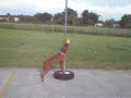 Bella Brown playing teather ball Boxer dog puppy
