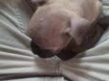 Katie the Boxer Puppy - Timid Beginnings