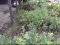 Lawns To Gardens - Episode 1