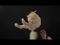 Overdramatic Kitten Toss HD