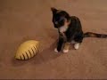Kitten plays with Fish Kitten plays with Fish