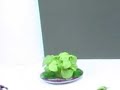 AeroGarden International Basil Seed Kit 5 of 7