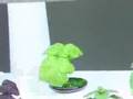 AeroGarden-Internati