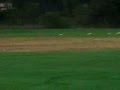 Lompoc Lure Coursing - 1 of 3