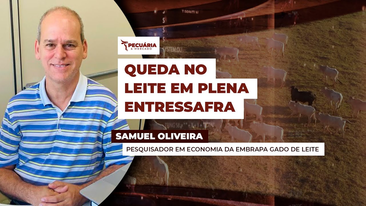 Preço do leite pago ao produtor registra queda em plena entressafra enquanto custo de produção au...