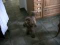 Devil dog