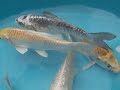 Pond Plants Direct: 5-6\" Koi