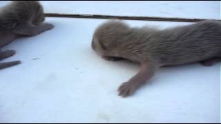 屋根裏に イタチ現る