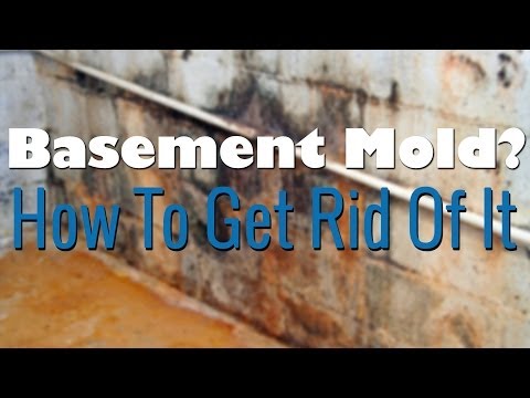 how to remove mold from a walls