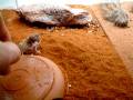 videos de Chondrodactylus Angulifer part 2