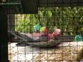 videos de Pink/grey galah ......Papagailiits