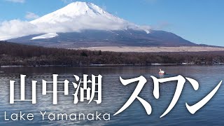 絶景空撮 山中湖のスワン - Aerial view of swans at Lake Yamanaka