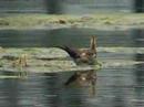 Pheasant-tailed Jacana 3 ??3