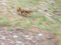 videos de Squirrel Carrying Kid