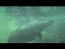 Pygmy hippopotamuses Pygmy hippopotamuses