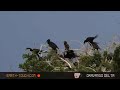 Storm builds up over bird colony