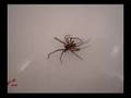 videos de House Spider!