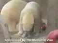 Keeping Polar Bears cool in the Memphis Summer