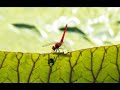 Video screenshot