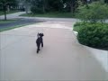 videos de Murphy the Labradoodle Puppy Fetches the Newspaper