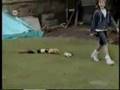 Animal antics